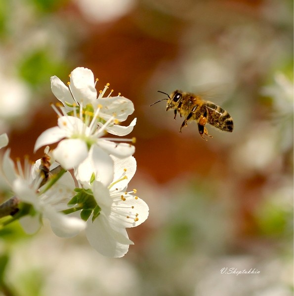 Никто другой мне не подарит Небеса