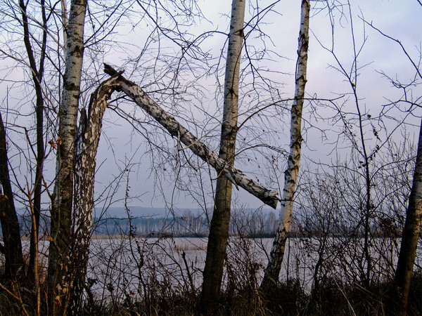 В запахе осени бродит отчаянье...