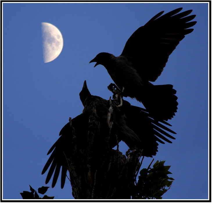 Night crows вороны. Ворон и Луна. Черный ворон. Ворон ночь Луна. Вороны ночью.