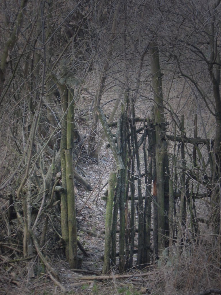 Останусь в памяти леса