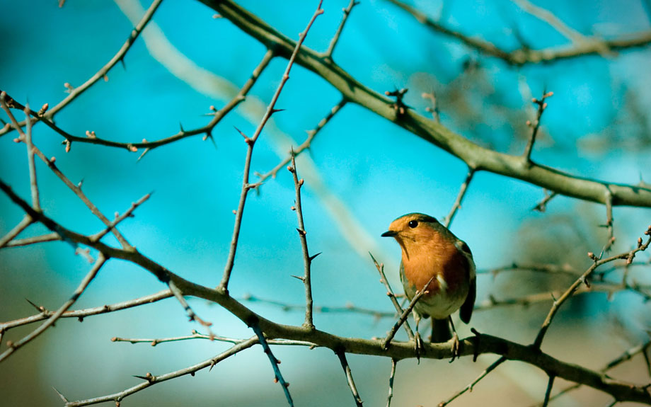Птичка в терновнике. Птица в терновом кусте. Птица поющая в терновнике. Птица поющая в терновнике. Птица поющая в терновнике.