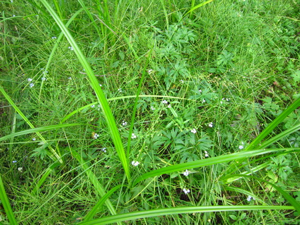 Любовь к траве