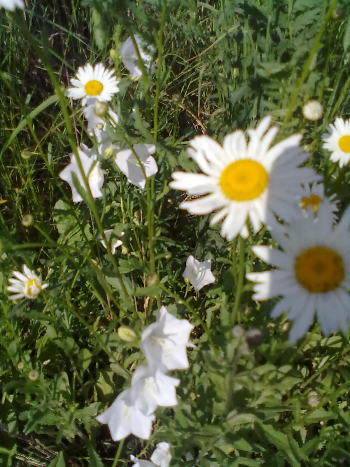 Нужно ли косить траву?