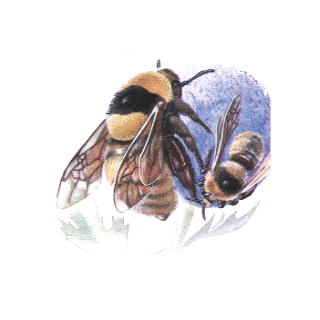 Новат-во опасно для здоровья?..