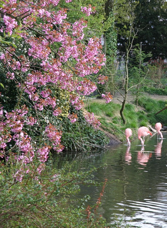 О, розовый фламинго, - цветенье сакур