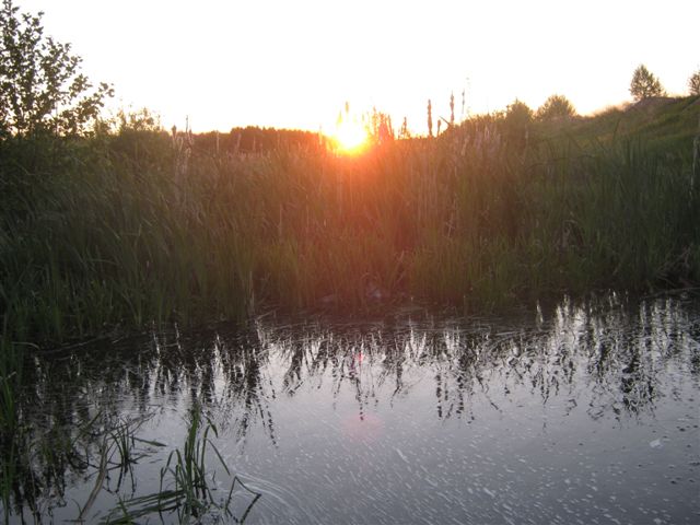 Под шелест осоки