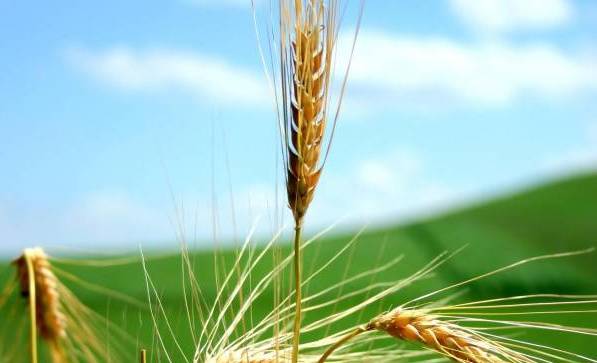 Волны зелёный океан