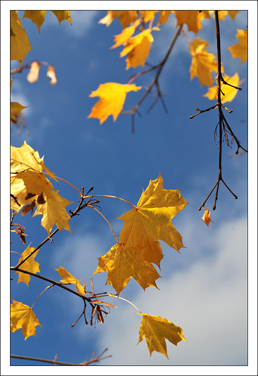 Осенний танец листопада