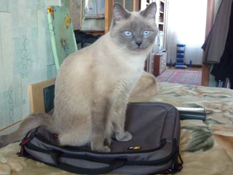 Один в семье болельщик! фото автора