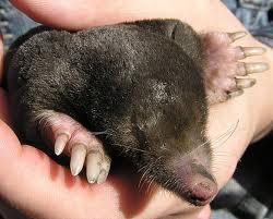 А шубка у крота