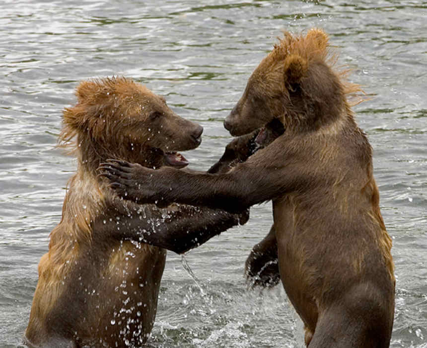 Dancing Bear Naked