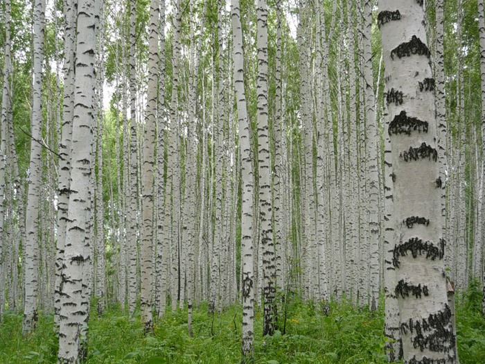 Капли дождя