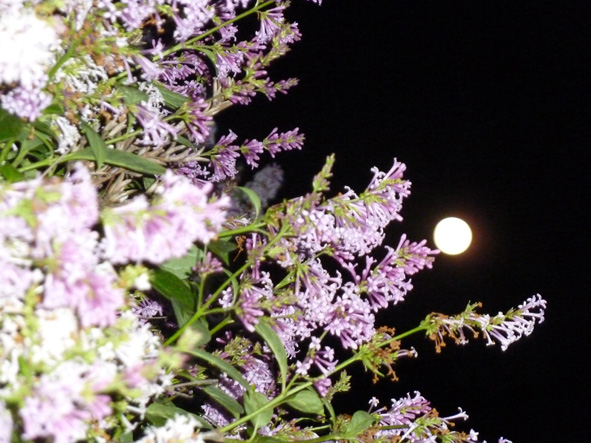 От сирени пьяны соловьи! фото авт