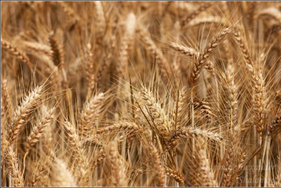 Да, что посеешь - то пожнешь...