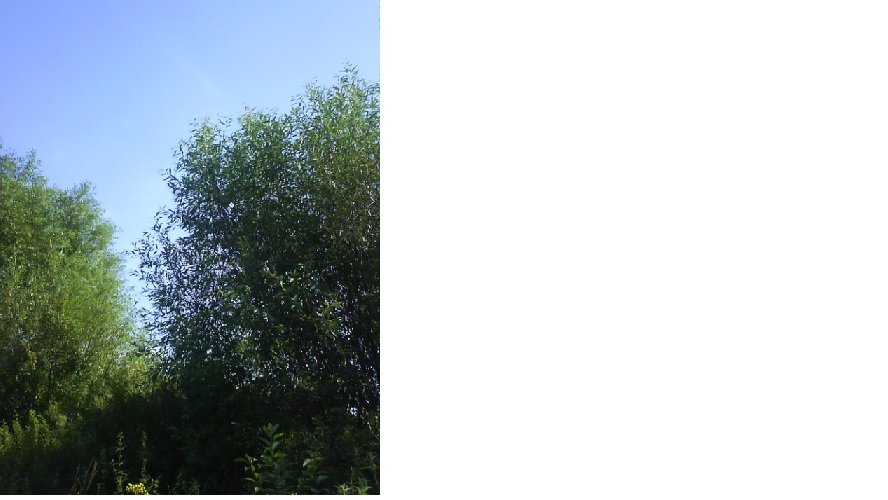 И о чем так деревья шумят...