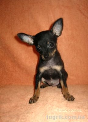 Попрошайка