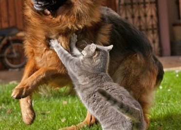 Не надо лаять зря!