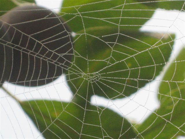 Сердце паука