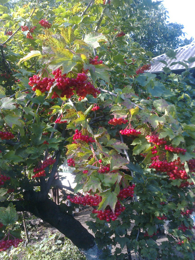 Сладкий запах надежд...