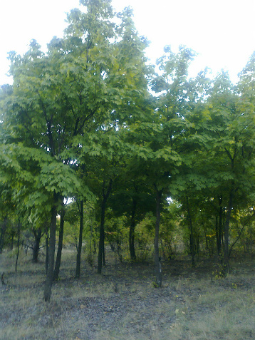 Я прогуляюсь осенним бульваром под вечер