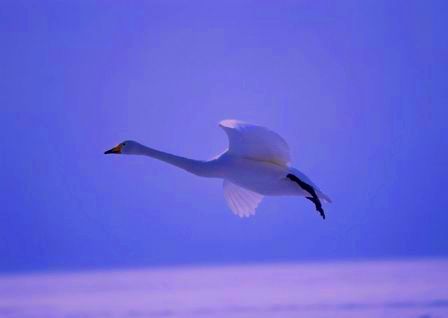 Я не лебедь