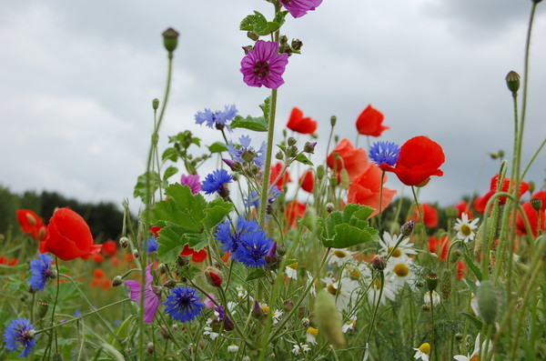 влюбленная мечта