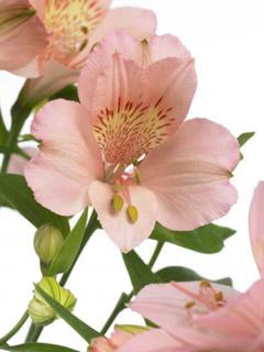 Моя любовь, твоя любовь