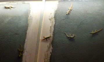 Здесь ящерицам имя не дают