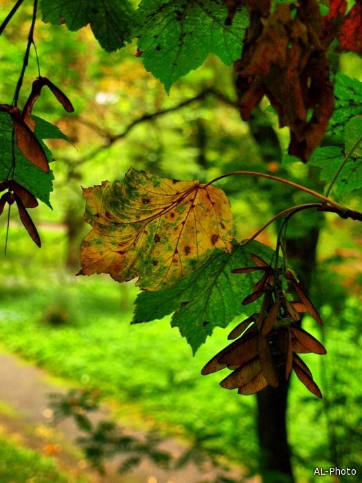 Лето увядает