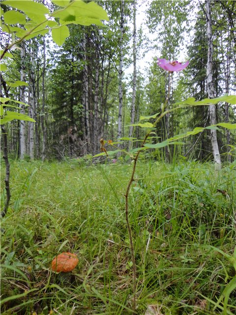 В преддверии осени
