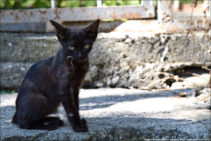 Только оградки скрипят