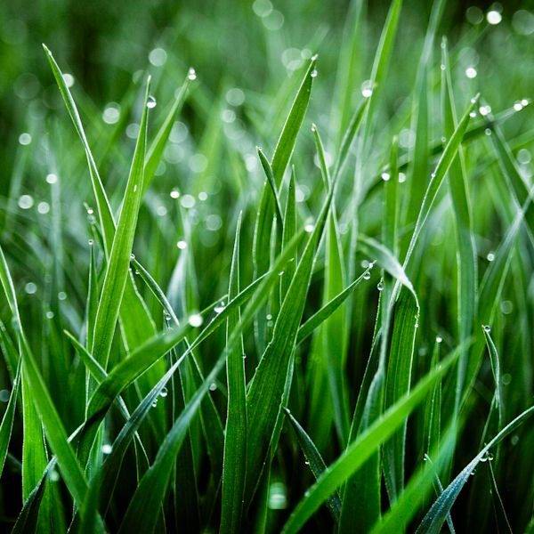 Свет свежесть. Дождь трава. Ливень трава. Трава под дождем. Сочная зеленая трава.