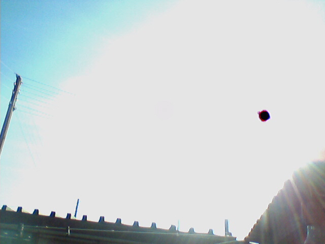 Крысиная приспособленность