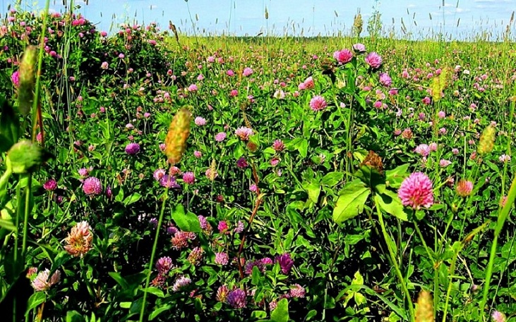 полной грудью вдохну воздух Родины...