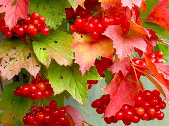 О калине и рябине... Из цикла Природа... в любое в (Светлана Павлова 44 ...