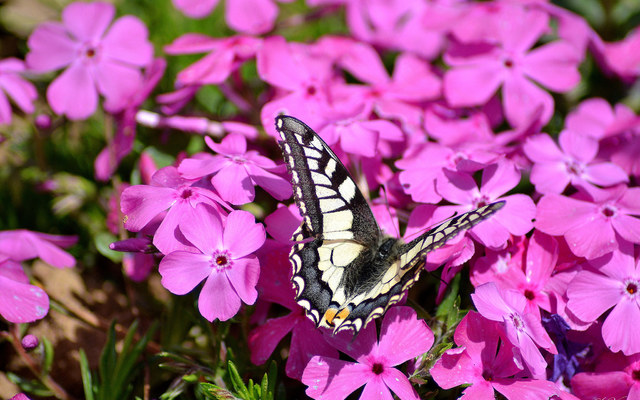 Август, настроение...