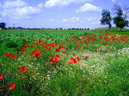 Высшее доверие