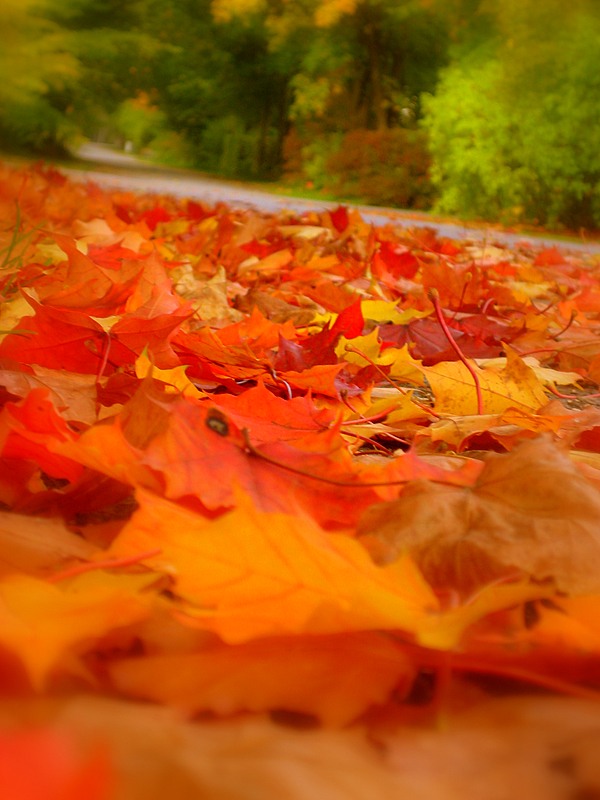 Ты жива в моём сердце