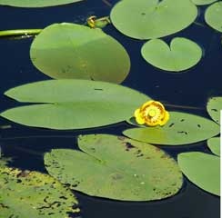 Жёлтая лилия