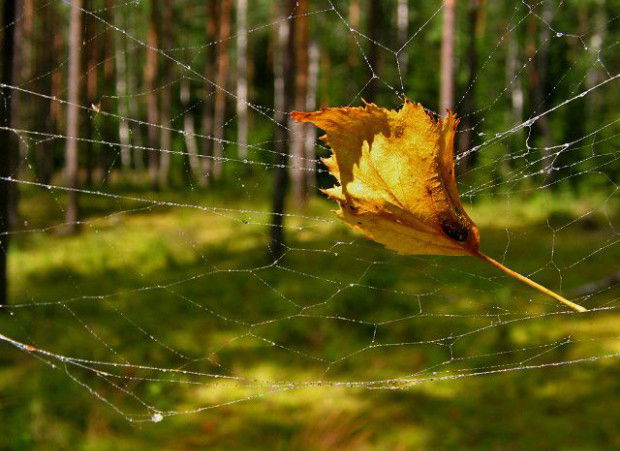 Всепоглощающие звуки