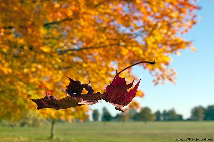 Золотистый лист дубовый