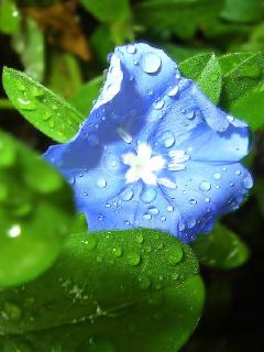 Ясенька дня