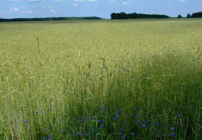 Васильки во ржи. Густая трава это. Райграс пастбищный вик 66. Здесь в траве густой. Рай с грайс пастбещный.