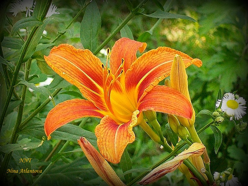 Благие пожелания