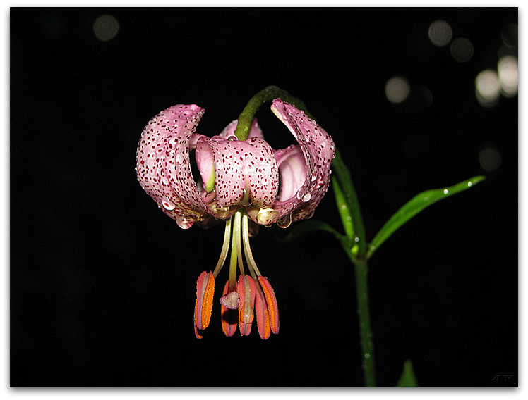 Собой займись