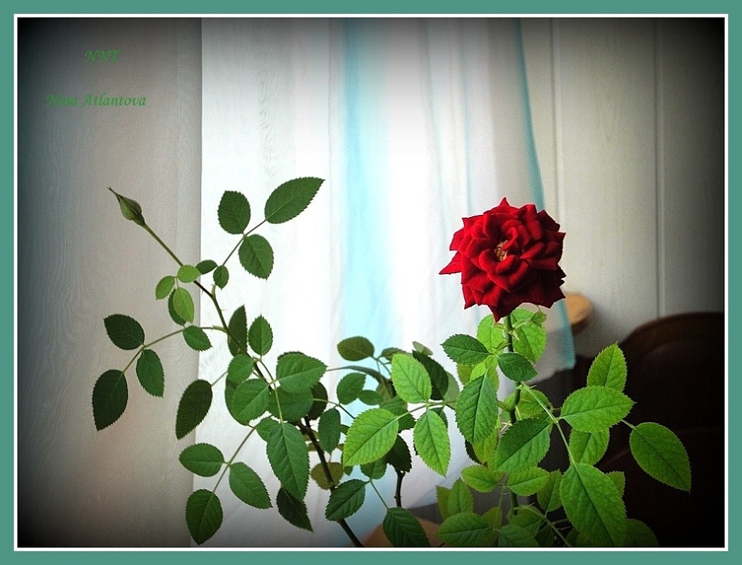 Нас порадуешь строкой