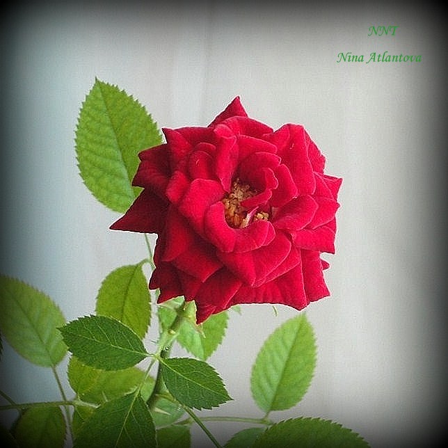 Душой и сердцем ощущаю