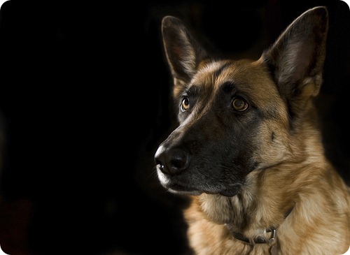 Загляни в глаза собачьи...