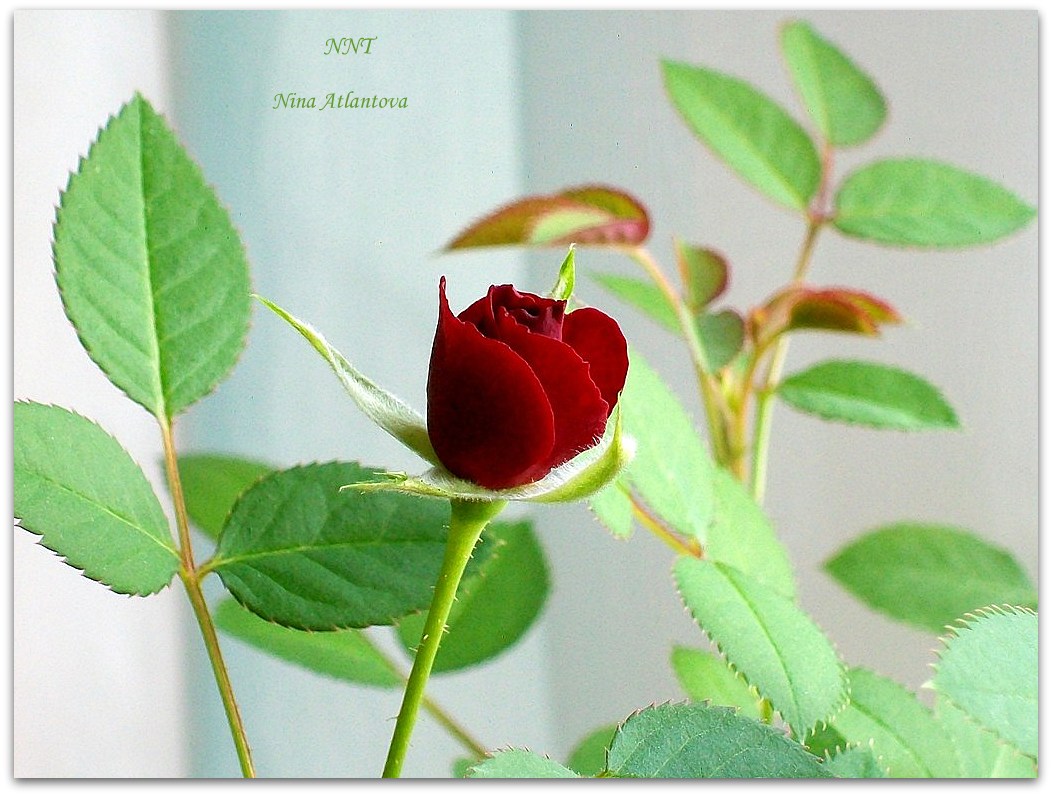 Я напишу тебе романс