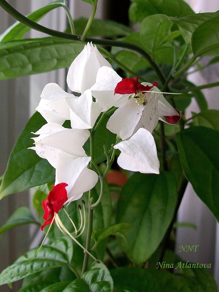 Где не слышны